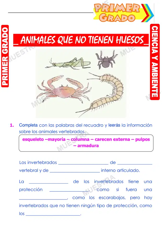 Animales que No Tienen Huesos