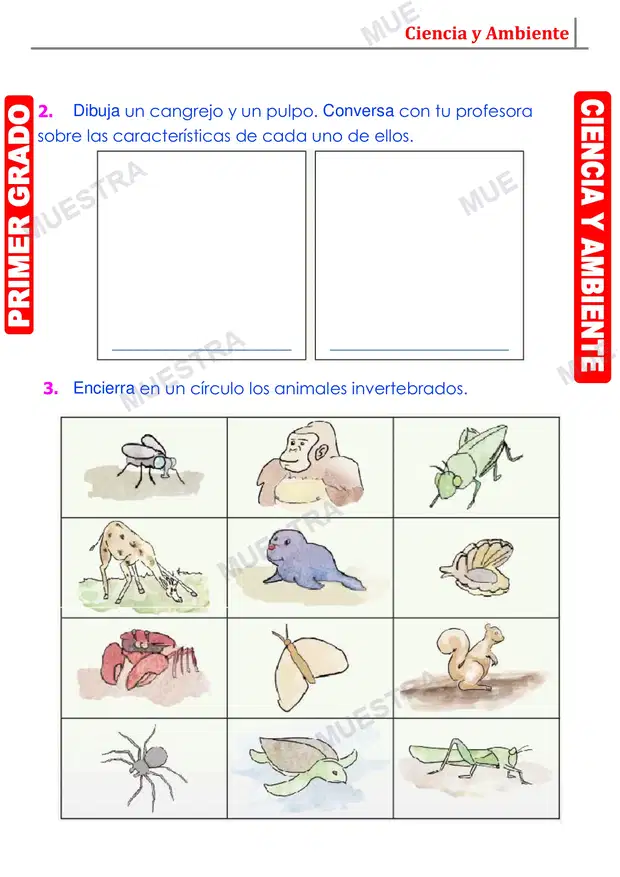 Muestra de Animales que No Tienen Huesos