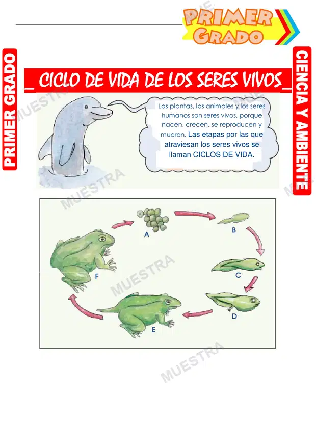 Ciclo de Vida de los Seres Vivos