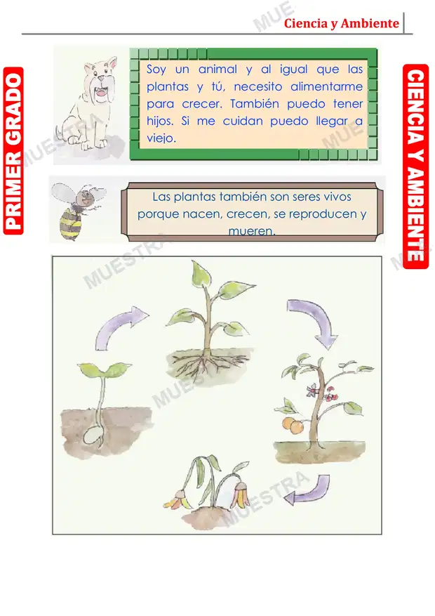 Muestra de Ciclo de Vida de los Seres Vivos