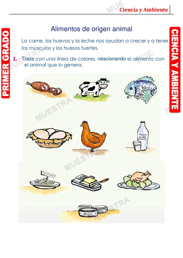Muestra de Clases de Alimentos