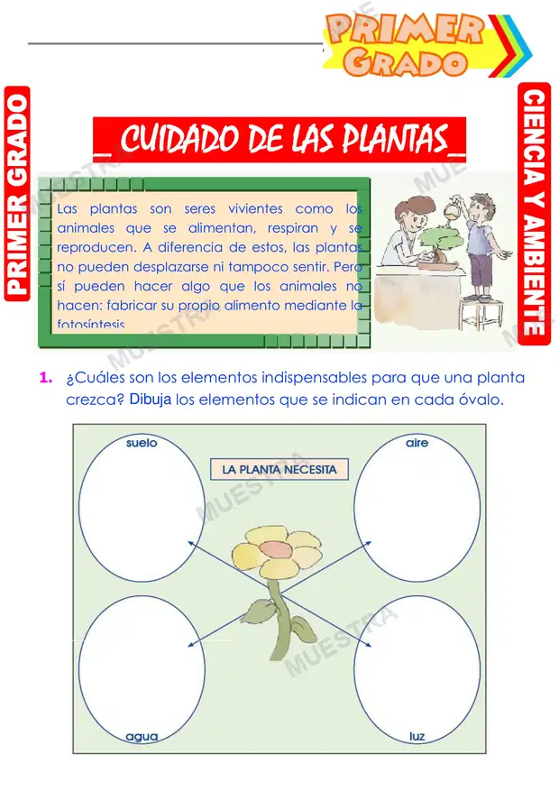 Cuidado de las Plantas