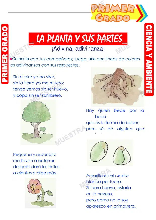 La Planta y sus Partes