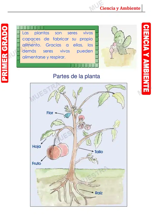 Muestra de La Planta y sus Partes
