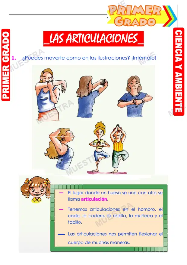 Las Articulaciones