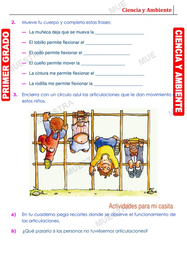 Muestra de Las Articulaciones