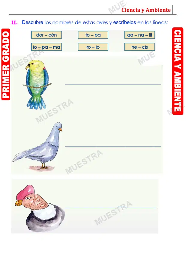 Muestra de Las Aves