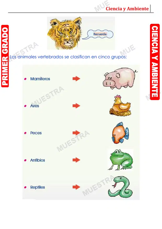 Muestra de Los Mamiferos
