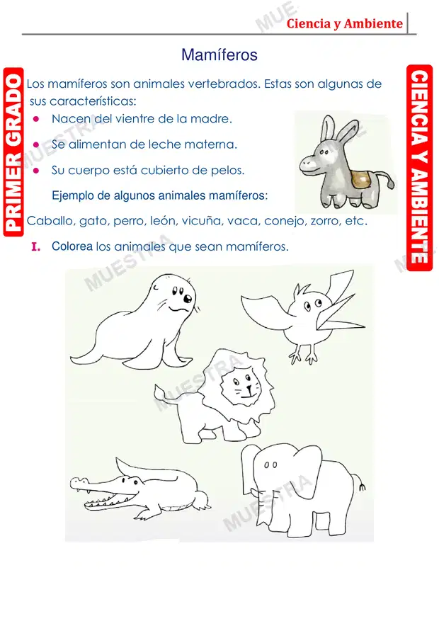 Muestra de Los Mamiferos