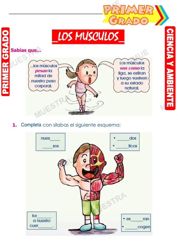 Los Musculos
