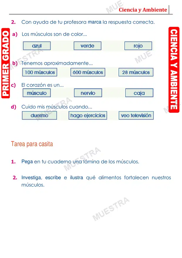 Muestra de Los Musculos