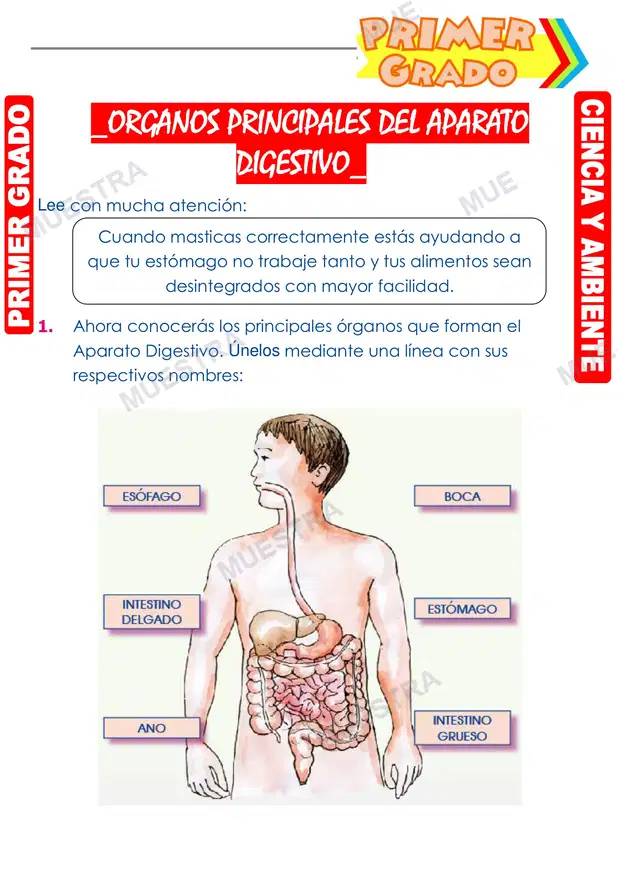 Organos Principales del Aparato Digestivo