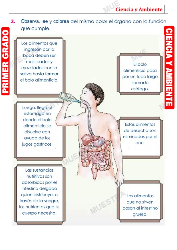 Muestra de Organos Principales del Aparato Digestivo