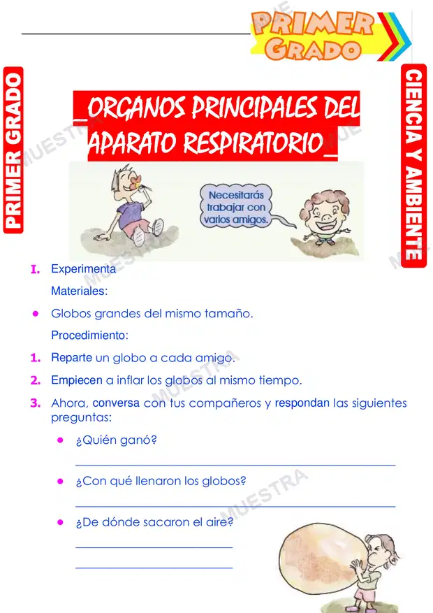 Organos Principales del Aparato Respiratorio