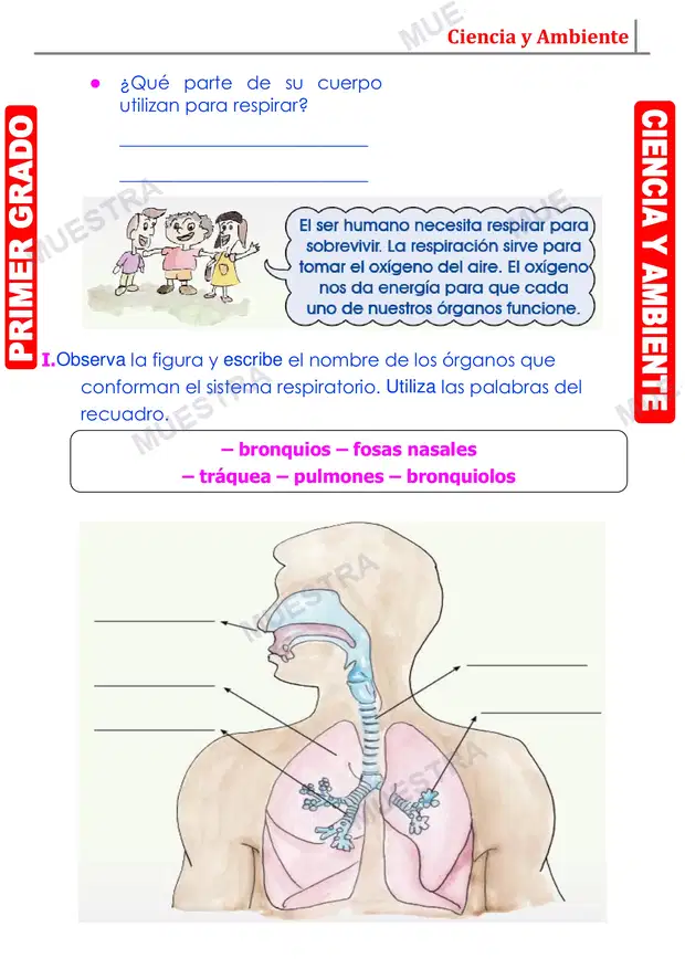 Muestra de Organos Principales del Aparato Respiratorio