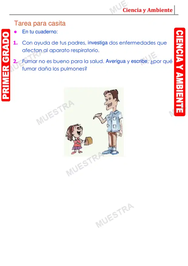 Muestra de Organos Principales del Aparato Respiratorio