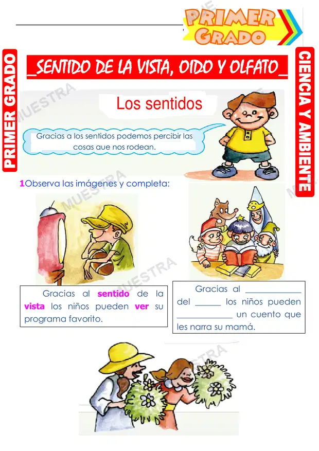 Sentido de la Vista Oido y Olfato
