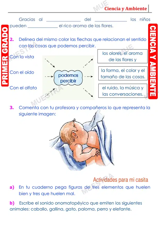 Muestra de Sentido de la Vista Oido y Olfato