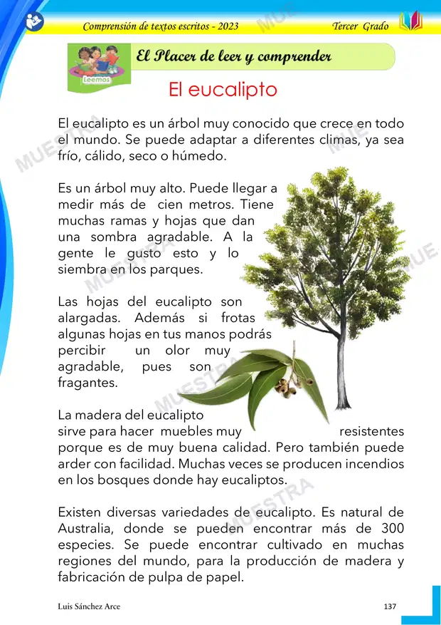 29 - el Eucalipto