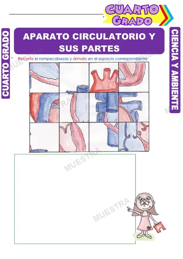 Aparato Circulatorio y sus Partes