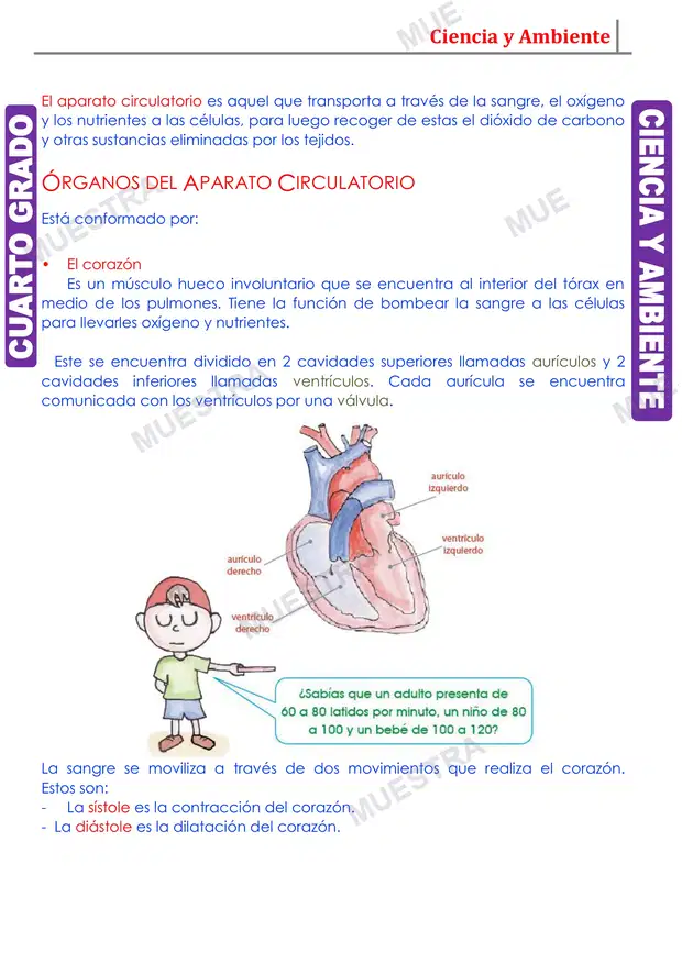 Muestra de Aparato Circulatorio y sus Partes