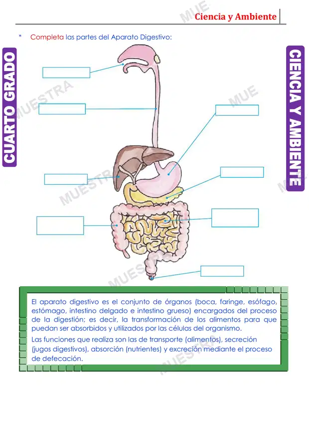 Muestra de Aparato Digestivo y sus Partes