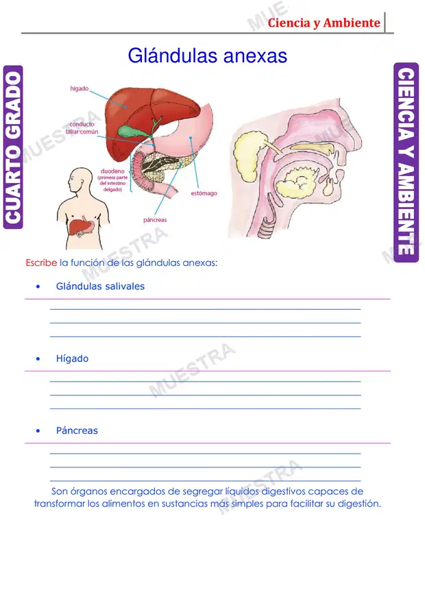 Muestra de Aparato Digestivo y sus Partes