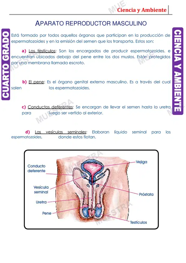 Muestra de Aparato Reproductor