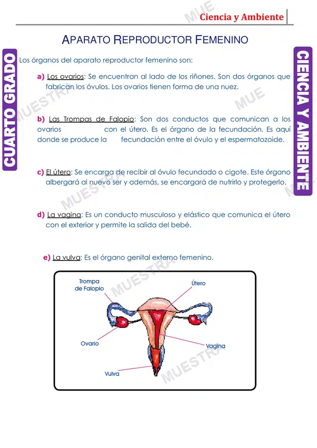 Muestra de Aparato Reproductor