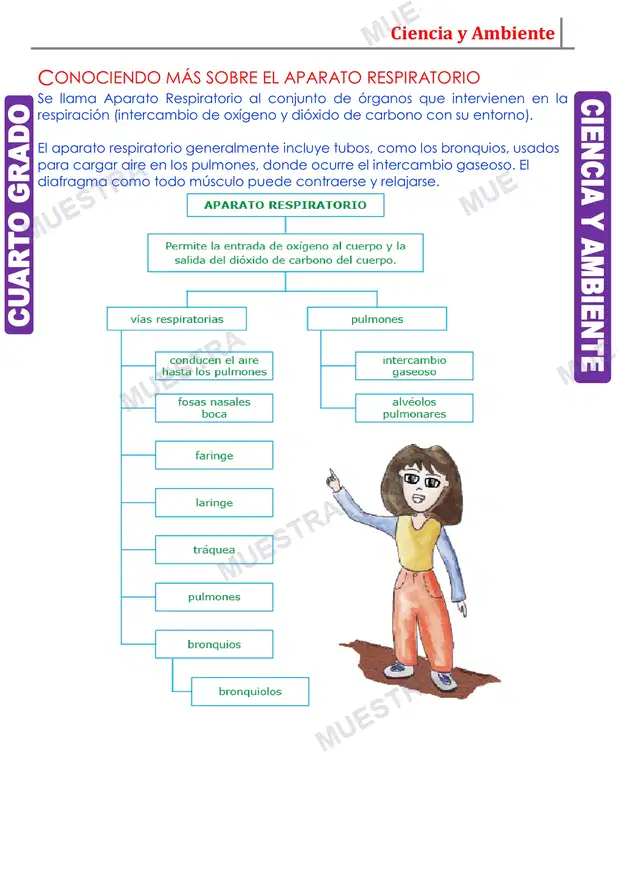 Muestra de Aparato Respiratorio y sus Partes