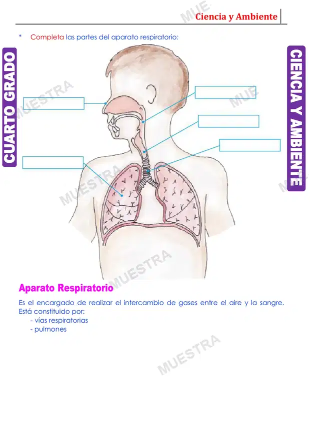 Muestra de Aparato Respiratorio y sus Partes