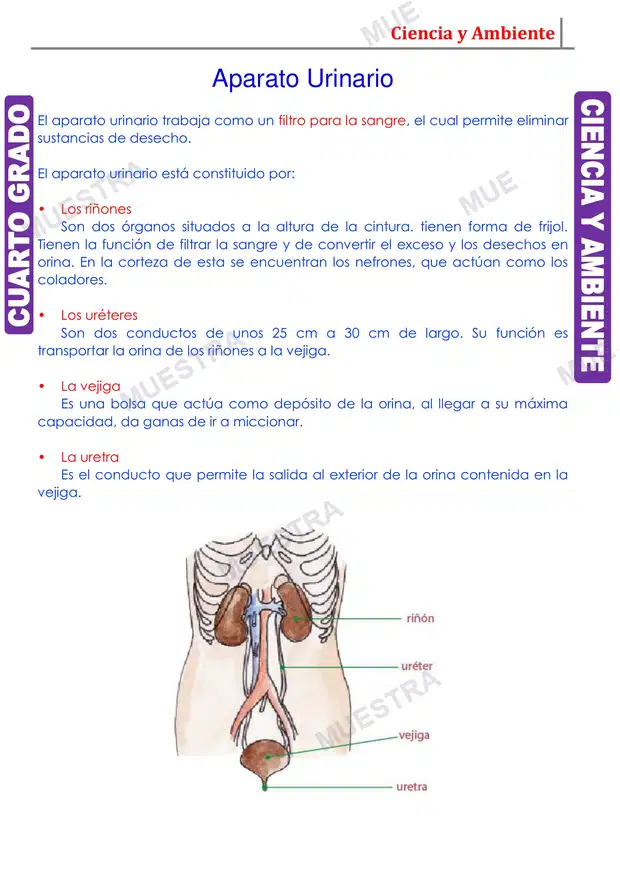 Muestra de Aparato Urinario y sus Partes