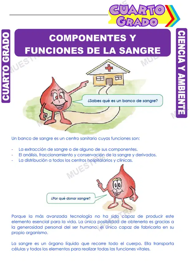 Componentes y Funciones de la Sangre