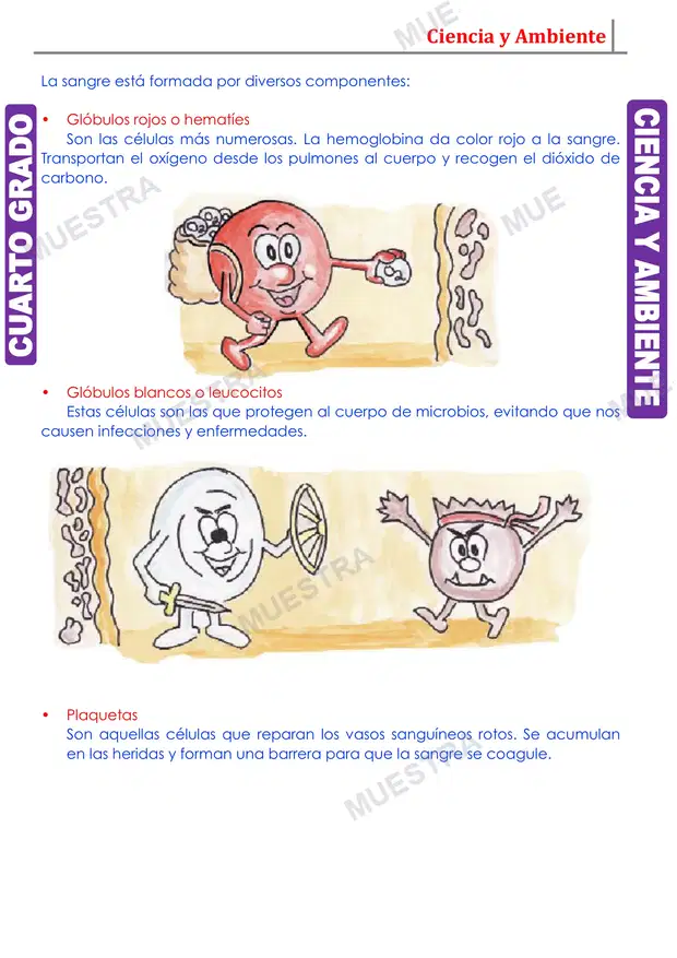 Muestra de Componentes y Funciones de la Sangre