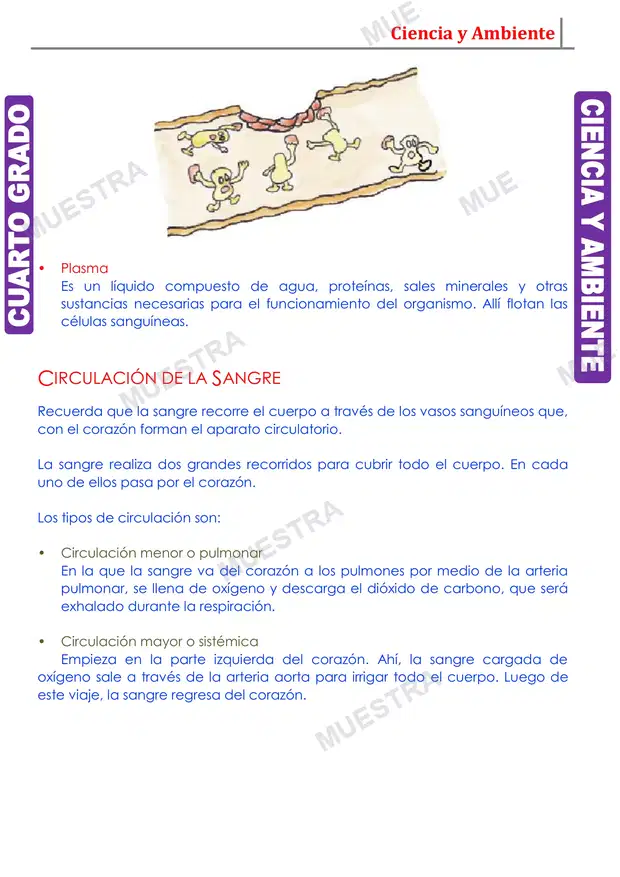 Muestra de Componentes y Funciones de la Sangre