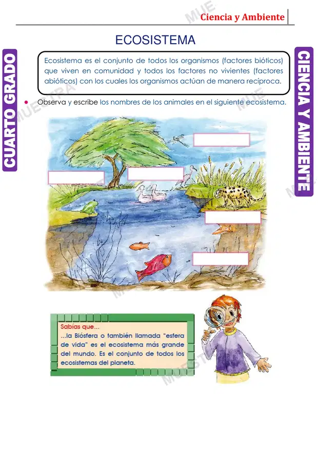Muestra de El Ecosistema y sus Clasificación