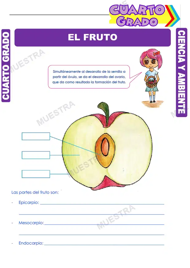 El Fruto