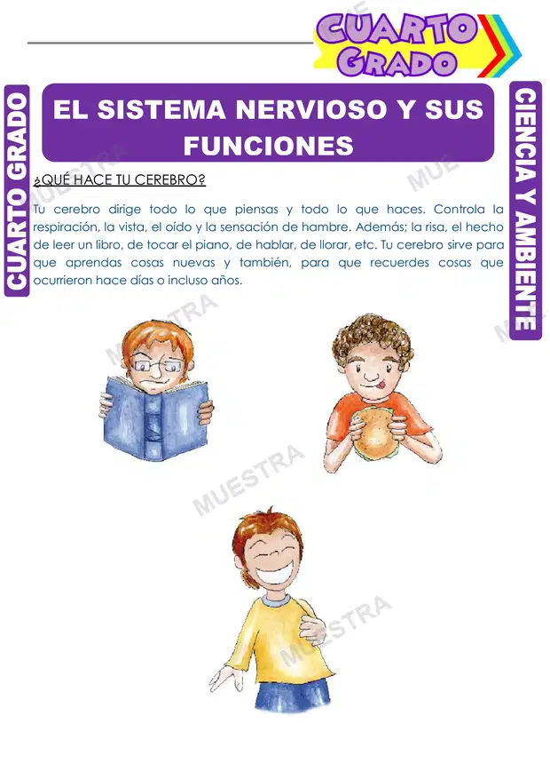 El Sistema Nervioso y sus Funciones