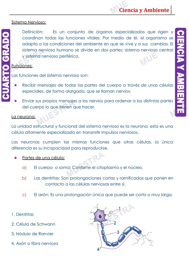Muestra de El Sistema Nervioso y sus Funciones