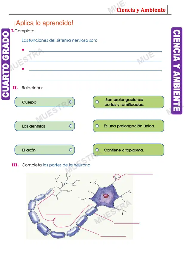 Muestra de El Sistema Nervioso y sus Funciones