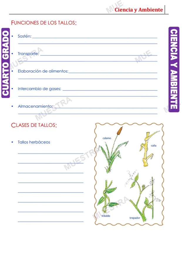 Muestra de El Tallo