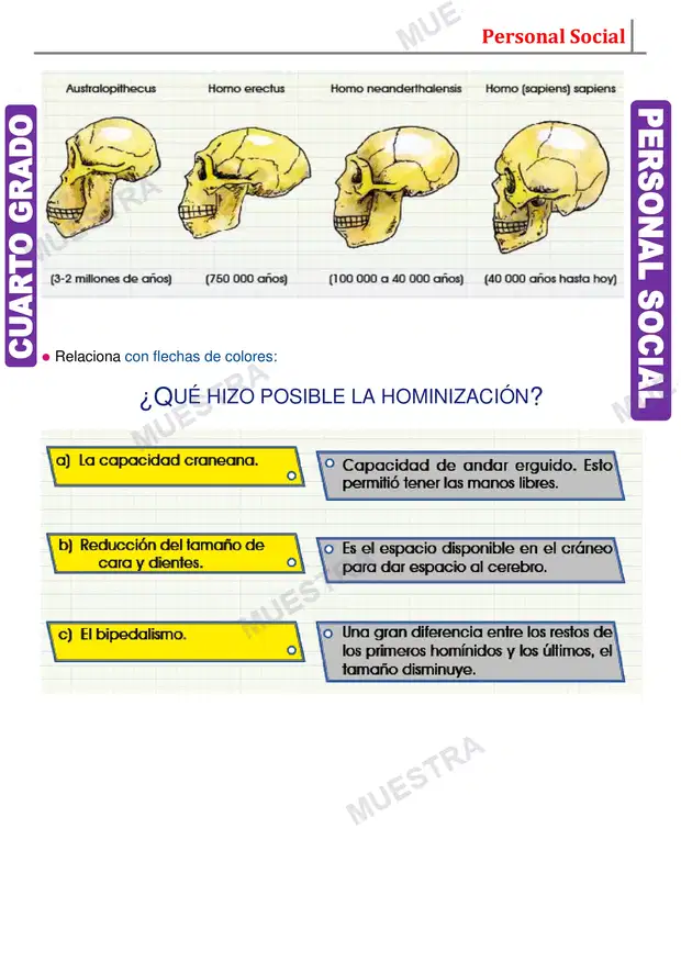 Muestra de Evolución del Hombre
