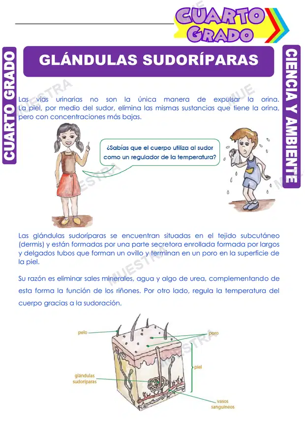 Glándulas Sudoríparas
