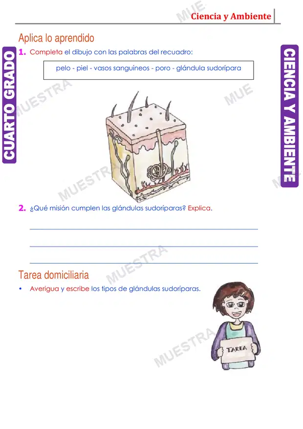 Muestra de Glándulas Sudoríparas