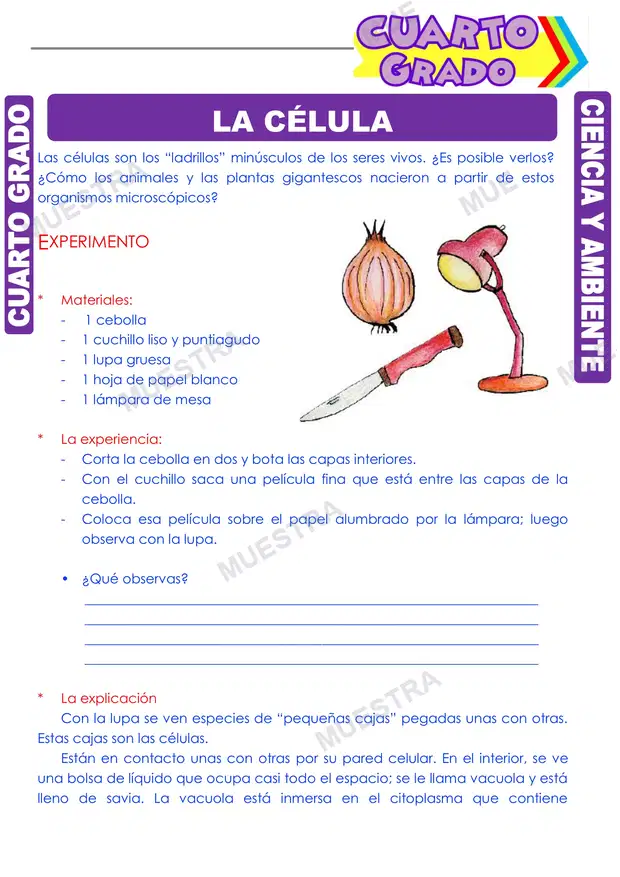 La Célula