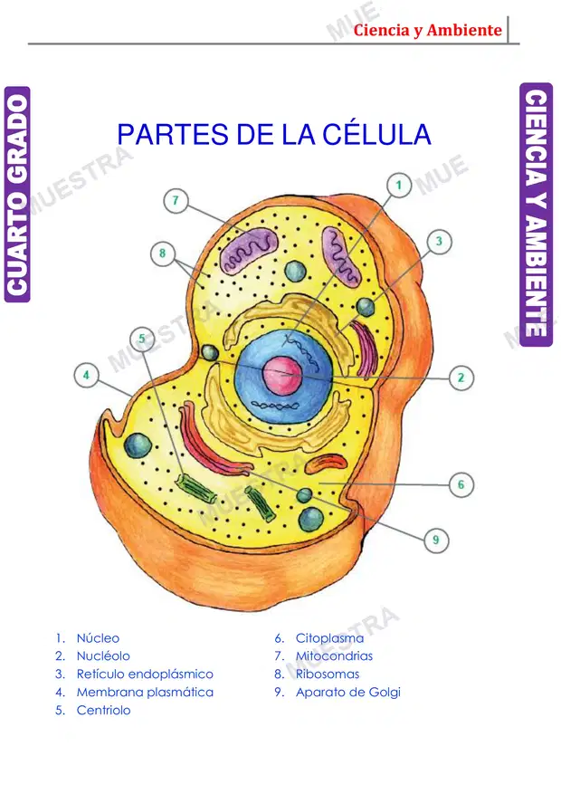 Muestra de La Célula