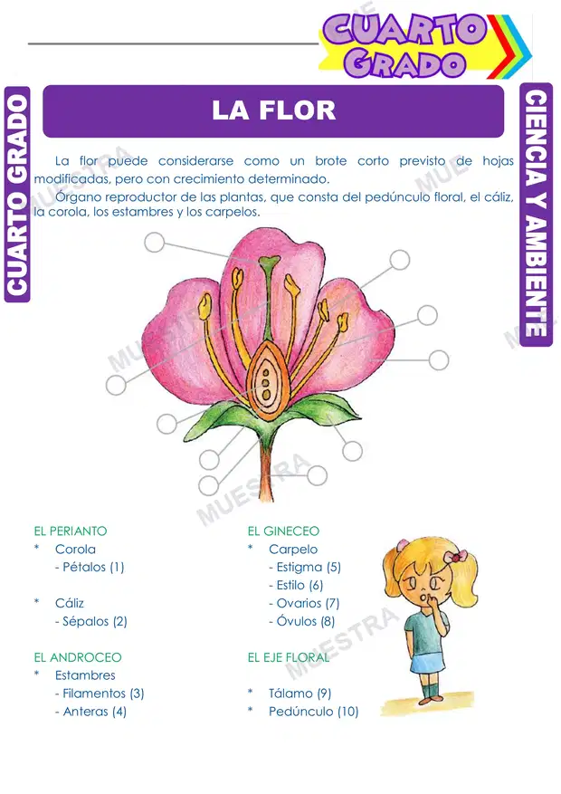 La Flor