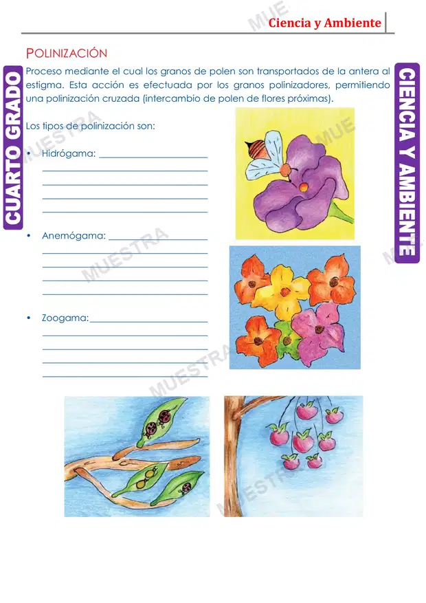 Muestra de La Flor
