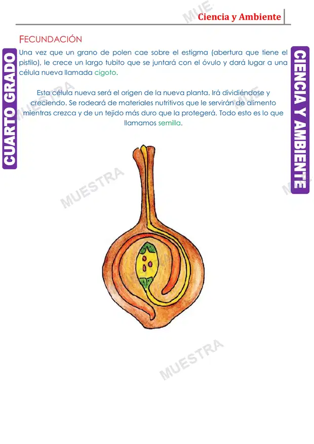 Muestra de La Flor