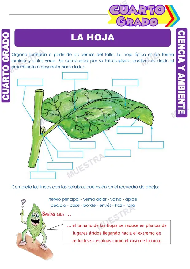 La Hoja